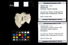 Foto (Objekt + Etiketten) von Cracensigillatus acutirostris (Moericke, 1889) 